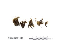 藏品(九州縮葉苔)的圖片